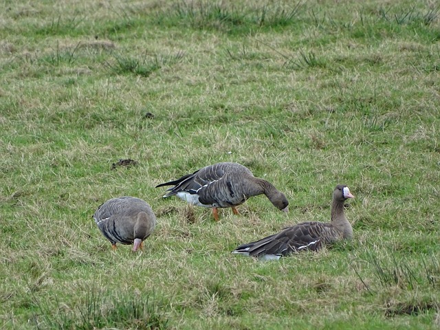 伊布自然成 伊布自然成