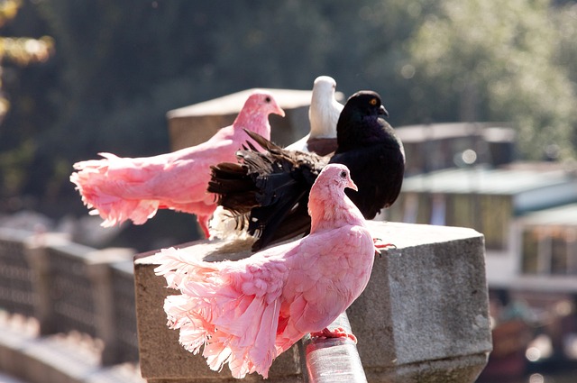 再高的球星 再高的球星