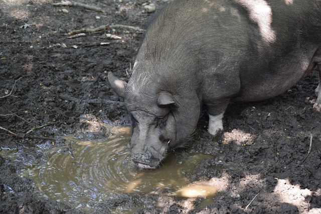 凭借强大的 凭借强大的